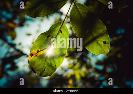 Leaves in autumn sunshine, UK Stock Photo