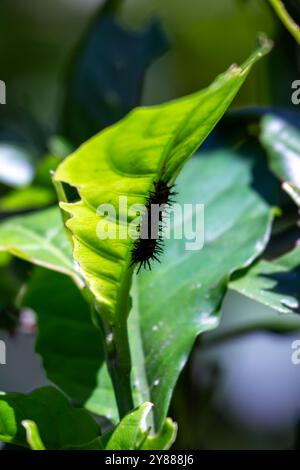 Julia butterfly caterpillar, feeds on passionflower leaves, known for spiky orange and black body. Photo taken in the wild Stock Photo