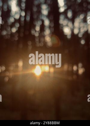 The sun shines in the evening between the trees. blurred defocused background. vertical Stock Photo