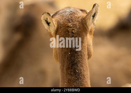 This image features the back of a camel’s head, focusing on the two ossicones (horn-like structures) and the surrounding fur. The background is blurre Stock Photo