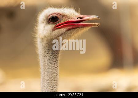 This image features a close-up view of an ostrich’s head and upper neck. Stock Photo