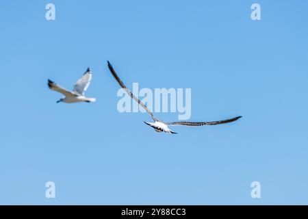 This image captures two seagulls in flight against a clear blue sky. The seagull in the foreground is shown with its wings fully extended Stock Photo
