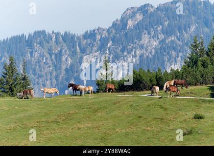 Horses move and graze freely on a mountain meadow. Stock Photo