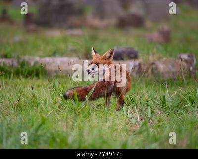 Alert red fox [ vulpes vulpes ]  in Bristol UK Stock Photo