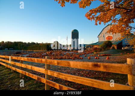 View of pumpkins in a farm market, Orangeville, Ontario, Canada. Stock Photo