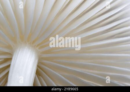 Ringed beech slime beetle (Oudemansiella mucida), Emsland, Lower Saxony, Germany, Europe Stock Photo