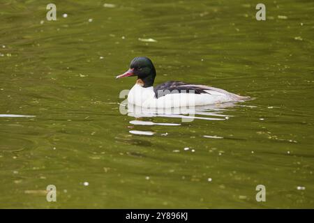 Goosander (Mergus merganser), male swimming on the water in spring Stock Photo