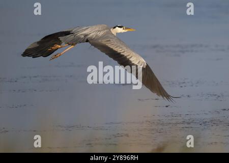 Grey heron (Ardea cinerea) in flight, animal portrait, Bagges Daemning, Ringkobing Fjord, Denmark, Europe Stock Photo