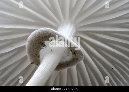 Ringed beech slime beetle (Oudemansiella mucida), Emsland, Lower Saxony, Germany, Europe Stock Photo