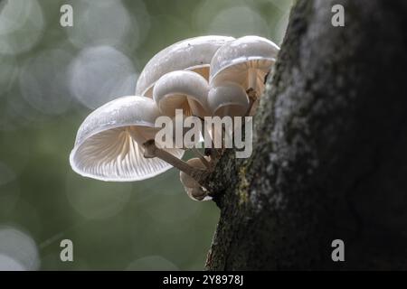 Ringed beech slime beetle (Oudemansiella mucida), Emsland, Lower Saxony, Germany, Europe Stock Photo