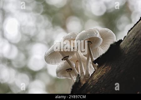 Ringed beech slime beetle (Oudemansiella mucida), Emsland, Lower Saxony, Germany, Europe Stock Photo