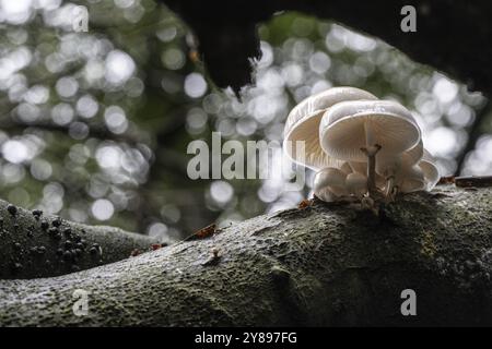 Ringed beech slime beetle (Oudemansiella mucida), Emsland, Lower Saxony, Germany, Europe Stock Photo