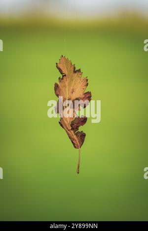 Fallen autumn leaf of an oak tree on a spider web Stock Photo