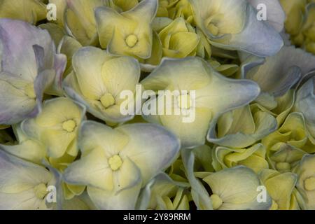 Close up of white and blue hydrangea cluster, also know as Mophead or hortensia, this purple blue flower represents gratitude and empathy. With copy s Stock Photo