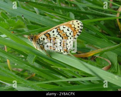 Glanville fritillary' Melitaea cinxia' butterfly , showing its underwing in the sunshine of a late spring day on Compton Down  Isle of Wight Hampshire Stock Photo