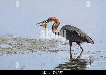 Goliath heron (Ardea goliath) with fish, Amboseli national park, Kenya Stock Photo