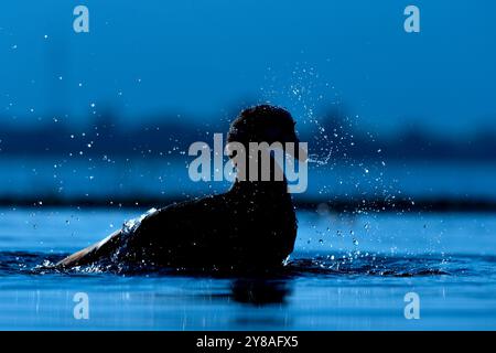 Egyptian goose (Alopochen aegyptiaca) bathing, Zimanga game reserve, South Africa Stock Photo