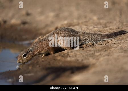 Unstriped ground squirrel (Xerus rutilus), Shompole,  Kenya Stock Photo