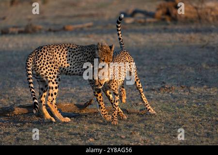 Cheetah (Acinonyx jubatus) subadults playfighting, Mashatu game reserve, Botswana Stock Photo