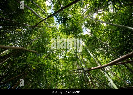looking up through green bamboo leaves and stalks to the blue sky Stock Photo