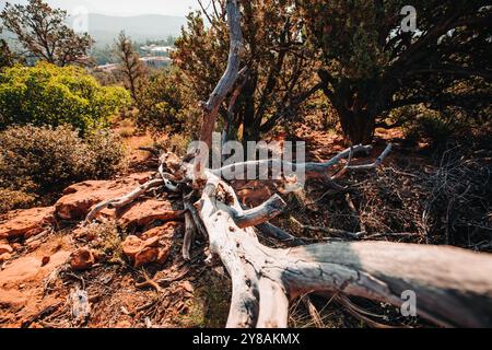 A fallen tree with twisted branches lying on red desert rocks su Stock Photo