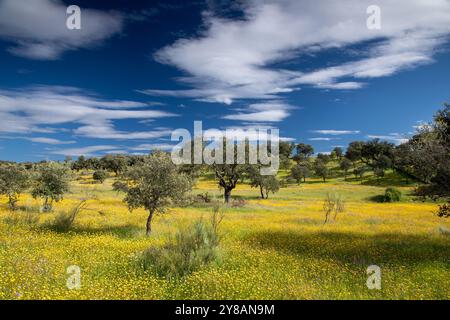 Holm oak, Evergreen oak, Holly oak, Evergreen Oak (Quercus ilex), Dehesa in spring, flowering meadows with holm oaks, Spain, Extremadura, Torrejon el Stock Photo