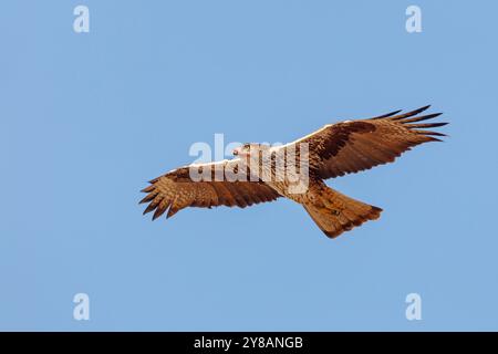 Bonellis eagle, Bonelli's Eagle (Hieraaetus fasciatus, Aquila fasciata), in flight, Oman, Dhofar Stock Photo