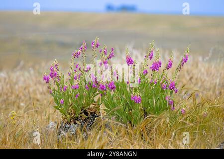 Iberian foxglove, Spanish foxglove (Digitalis thapsi), flowering plants in La Serena, Spain, Extremadura, Castuera Stock Photo