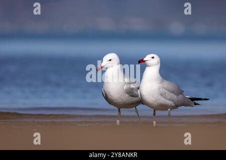 Audouin's gull (Larus audouinii, Ichthyaetus audouinii), pair standing on the beach in the sand, Spain, Katalonia, Ebro Delta Stock Photo