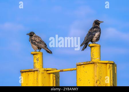 Carrion crow (Corvus corone, Corvus corone corone), two crows sitting on a yellow jetty at the harbor, Germany, Saxony-Anhalt, Tangermuende Stock Photo
