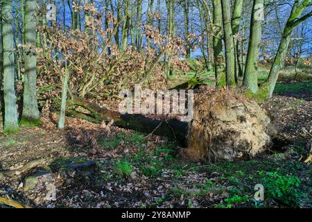 oak (Quercus spec.), windthrow in an oak grove, an autumn storm has uprooted an old oak tree, Germany, Hesse, Stadtwald Stock Photo
