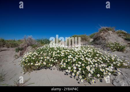 seaside chamomile (Anthemis maritima), flowering group in dunes, France, Provence, Camargue Stock Photo
