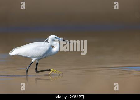 little egret (Egretta garzetta), runs in the shallow water on the beach and searches for food, Spain, Katalonia, Ebro Delta Stock Photo