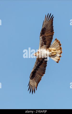 Bonellis eagle, Bonelli's Eagle (Hieraaetus fasciatus, Aquila fasciata), in flight, Oman, Dhofar Stock Photo