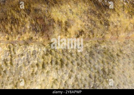 Close-up of pike perch. Perch skin. Zander river fish. Pike perch fish isolated on white background. Stock Photo