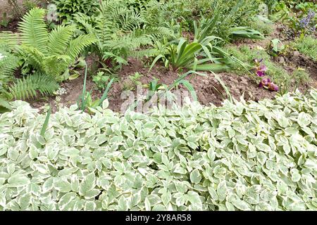 Variegated warbler Aegopodium podagraria 'Variegata'. Natural background of white-green leaves. Stock Photo