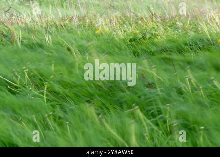 Messy landscape with blurred grass and dandelions, bending and swaying in strong wind, motion blur Stock Photo