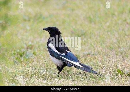 Magpie bird stands on the road in summer Stock Photo