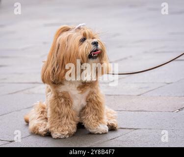 Golden Lhasa Apso dog with a long silky coat sitting on the pavement. Close up of long haired Lasa Apso with white bow. Stock Photo