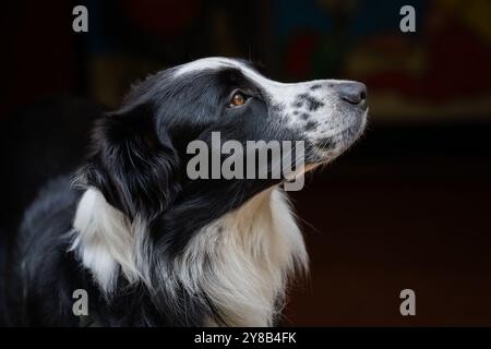Portrait attentive border collie looking up. Concept pet obedience. Black and white border collie dog looking up. Stock Photo