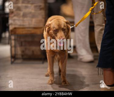 Open mouthed mixed-breed dog (mongrel) in the cafeteria. Close up of mixed-breed dog standing on a background of the cafeteria queue. Stock Photo