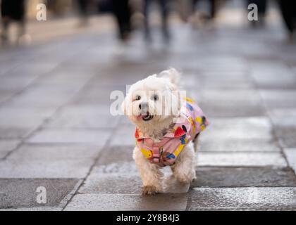 Bichon frisé running on the street, Venice. White fluffy Bichon frisé in colorful clothes running across a pavement. Stock Photo