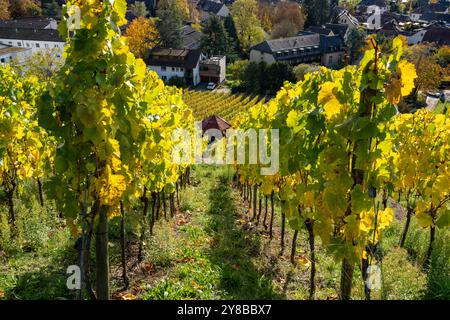 View through the vines down to the small wine village of Staufen im Breisgau near Freiburg with the vineyards in beautiful autumn colors Stock Photo