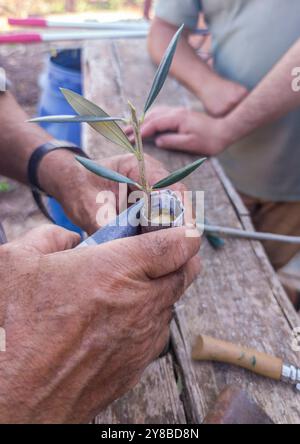 Olive tree cleft grafting. Rootstock top rolled with paper Stock Photo
