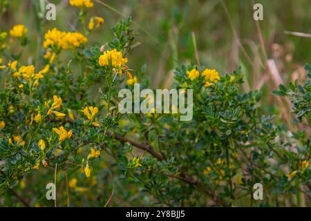 Medicago falcata, plant species of the genus Medicago. It is native to much of Europe and Asia. Stock Photo