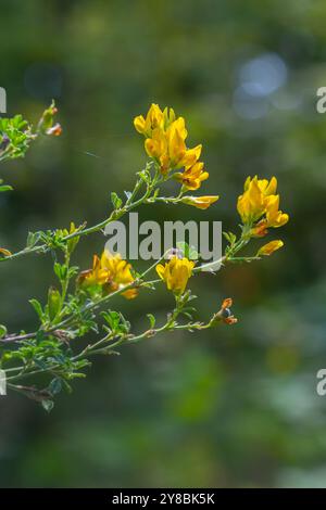 Medicago falcata, plant species of the genus Medicago. It is native to much of Europe and Asia. Stock Photo