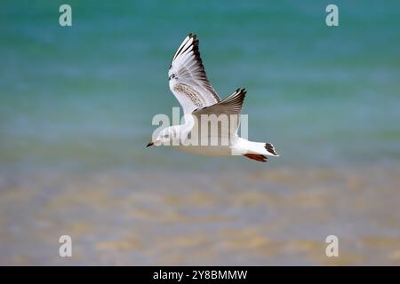 Black-headed gull (Chroicocephalus ridibundus) in juvenal plumage, side view in flight over light blue water Stock Photo