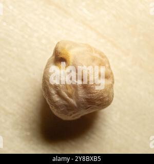 grains of chickpeas, Egyptian pea. Bengal gram close up , texture , macro. Stock Photo