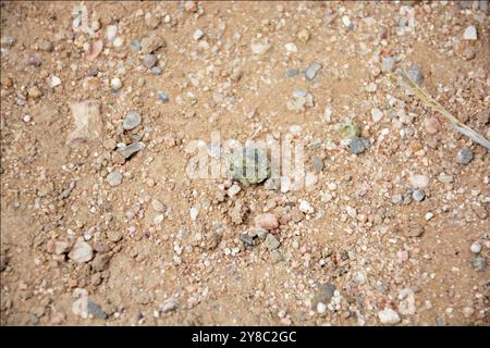 Trinitite, Trinity Site, NM Stock Photo