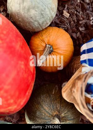 Mix of various pumpkins on wooden background Stock Photo